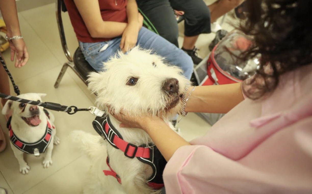 Brigada de Esterilización y V vacunación para perros y gatos